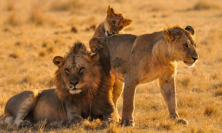 Serengeti National Park