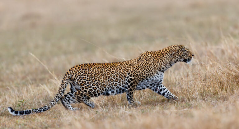 Ibanda Kyerwa National Park