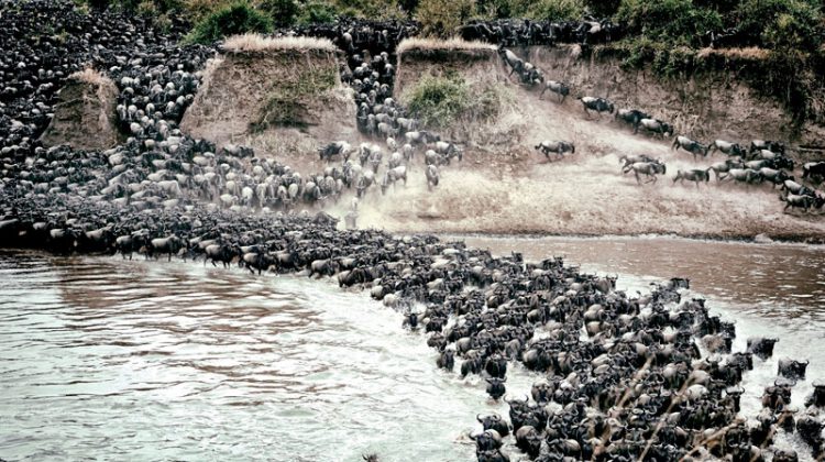 7 Days Tanzania Wildebeest Migration Mara River Crossing