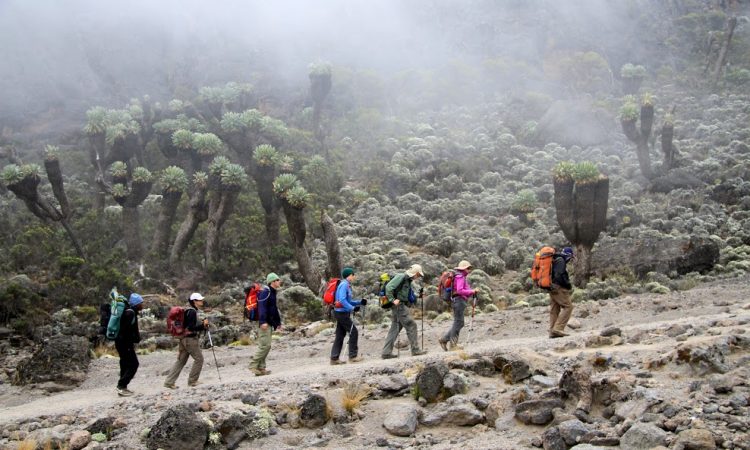 8 Days Lemosho Route Kilimanjaro Climbing