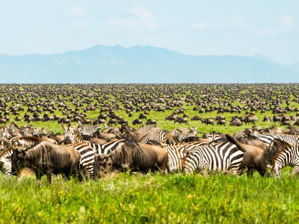 8 Days Serengeti Wildebeest Migration Safari