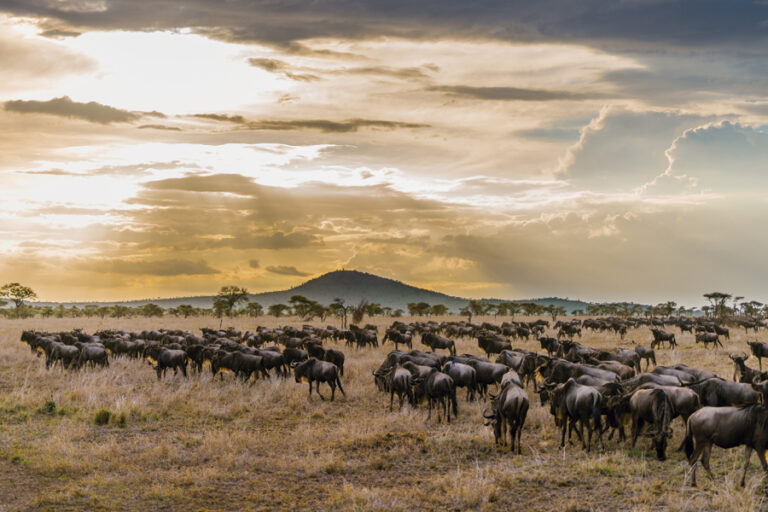 7 Days Tanzania Wildebeest Migration Mara River Crossing