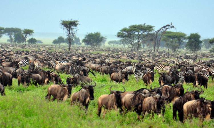 4 Days Serengeti Wildebeest Migration Tour