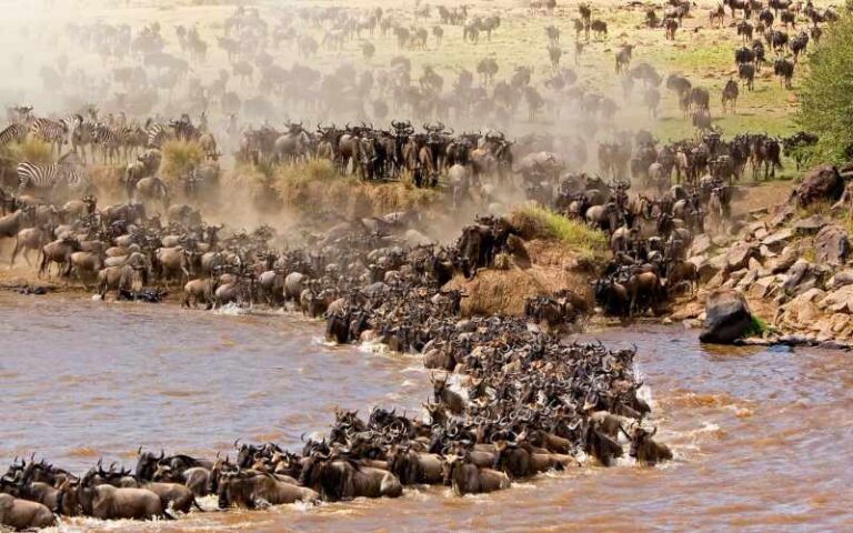 5 Days Serengeti Migration Experience 2 5 Days Serengeti Migration Experience