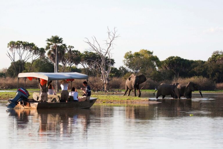 Discover the untouched beauty of Nyerere National Park with incredible wildlife, boat safaris, and unforgettable adventures in Tanzania’s largest park.