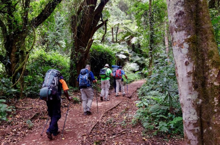 7 Days Lemosho Route Kilimanjaro Climbing 3 7 Days Lemosho Route Kilimanjaro Climbing