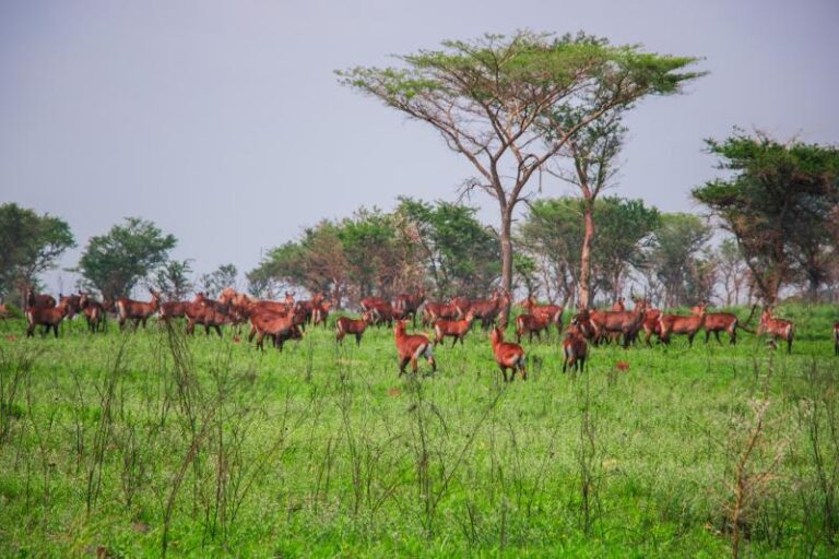 Ibanda Kyerwa National Park