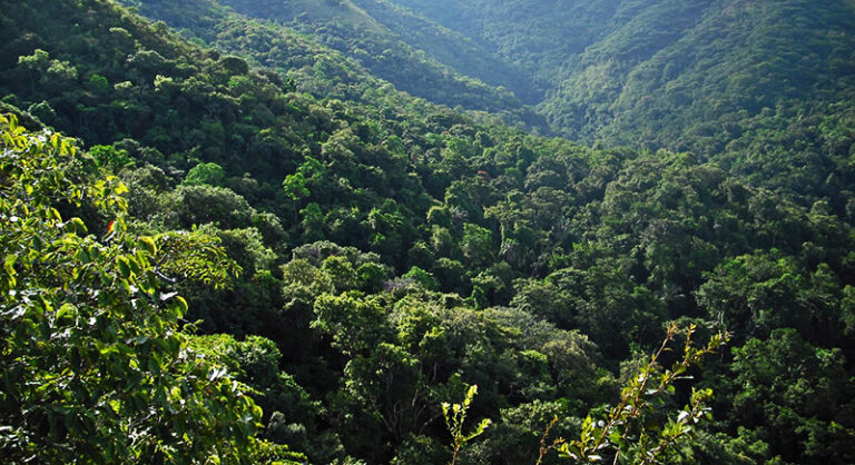 Gombe Stream National Park
