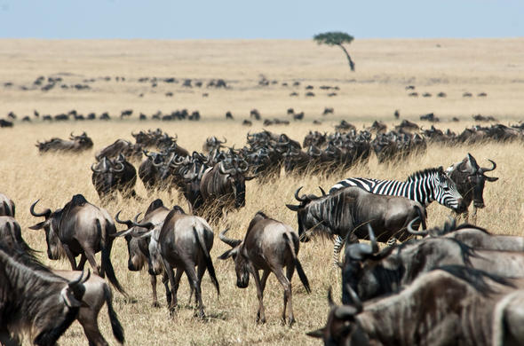 9 Days Serengeti Wildebeest Migration Safari