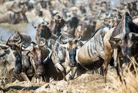 8 Days Tanzania Lodge Safari