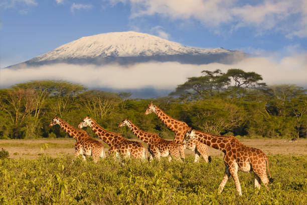 3 Days Tanzania Camping Budget Safari