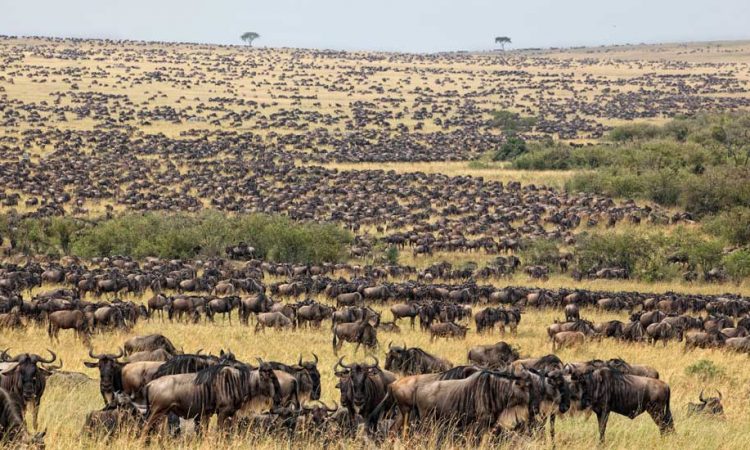 5 Days Serengeti Migration Experience 1 5 Days Serengeti Migration Experience