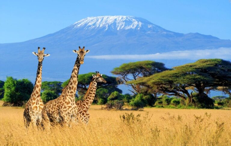 6 Days Machame Route Kilimanjaro Climbing