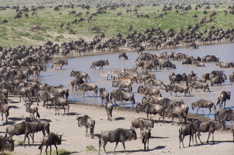 8 Days Serengeti Wildebeest Migration Safari